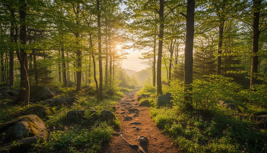 Where the Wildflowers Begin